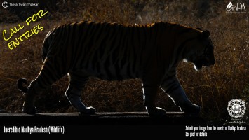 Incredible Madhya Pradesh (Wildlife)