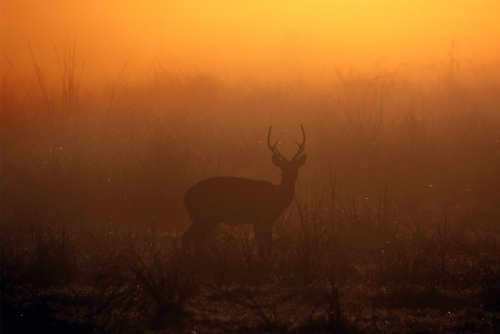 Morning Mists