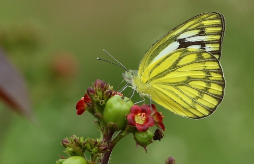 COMMON GULL BUTTERFLY