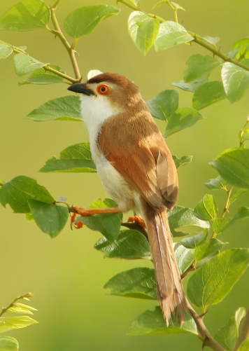 YELLOW EYED BABBLER