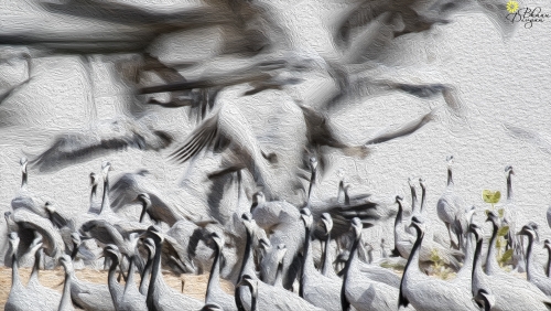 Demoiselle Cranes