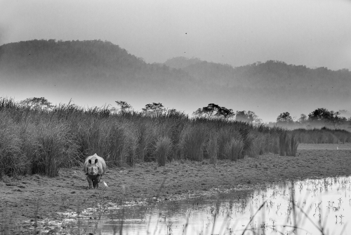 Rhino walking alongside the lake at Kaziranga