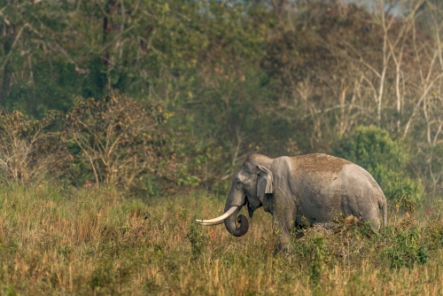 Elephant grazing at the Kaziranga National Park