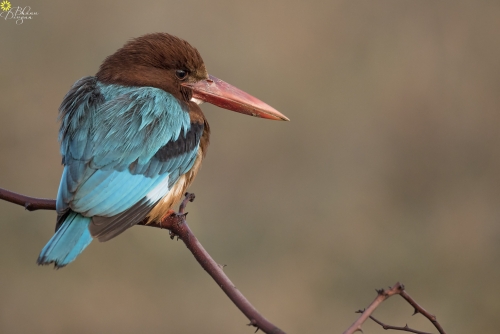 White Throated Kingfisher