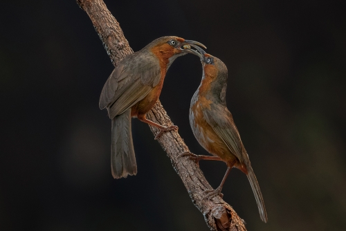 Happiness in sharing 