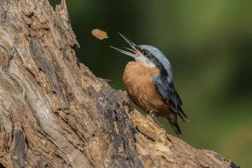 The nut-catcher 