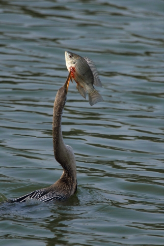 Darter with fish Kill