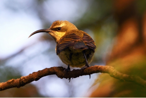 Sunbird at Twilight