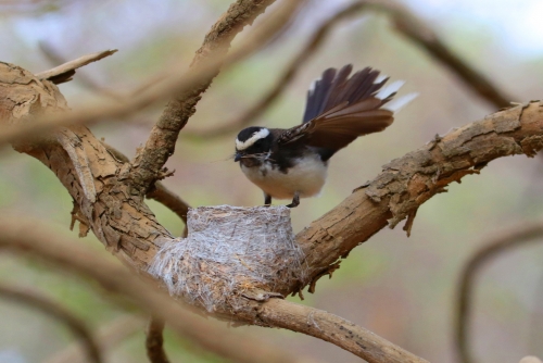 White-throated fantail flycatcher - Make a Nest