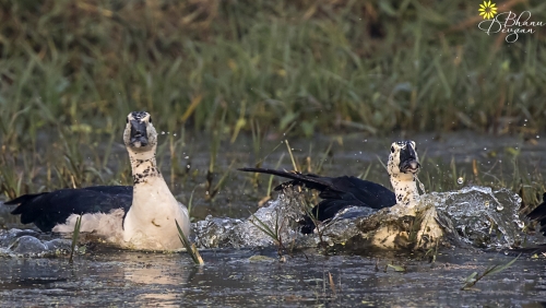 Knob Billed Ducks