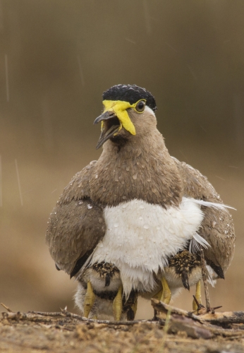 Mother fight again rain