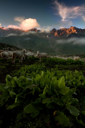 Alpine Shepherds