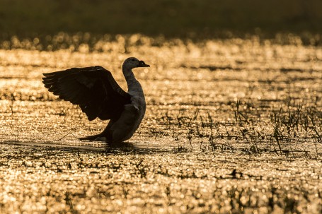 Comb Duck