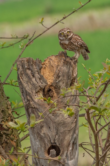 PROTECTIVE MOTHER