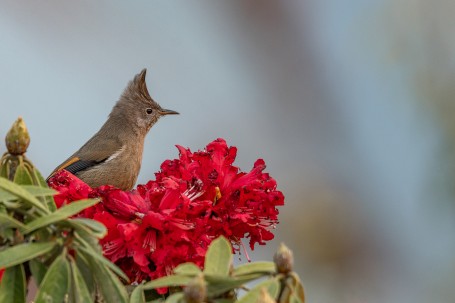 FLOWER'S THRONE