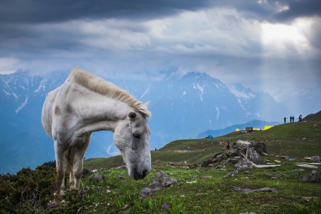 Gazing through the meadows