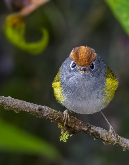 Chestnut-Crowned Warbler 