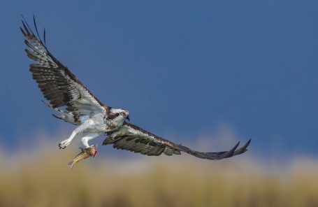 Osprey with Fish Meal
