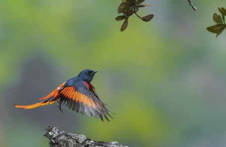 Phoenix of Himalayas  