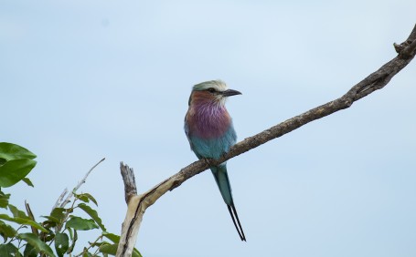 Lilac-Breasted Roller