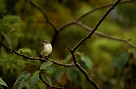 Streaked Fantail Warbler