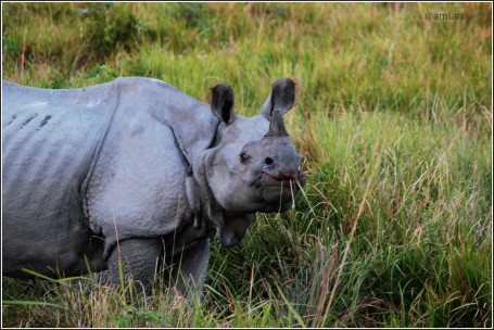 ASIATIC ONE HORN RHINO