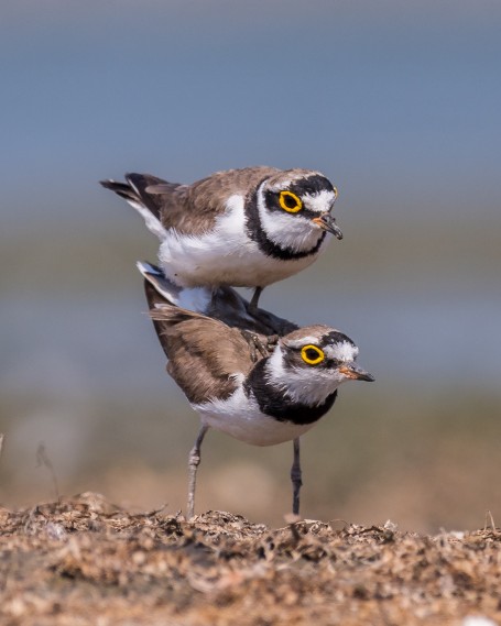 Little ringed plover