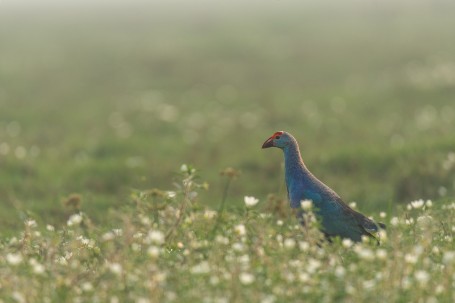 BLISSFUL BOKEH