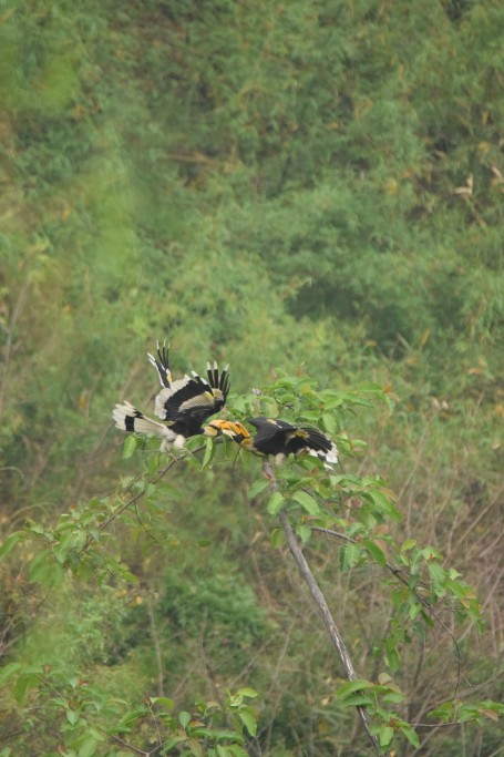 Aerial Courtship