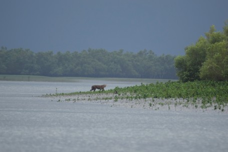 Phantom of the swamps