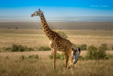 Arrival of a new life - Giraffe birth