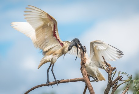 Mother's love