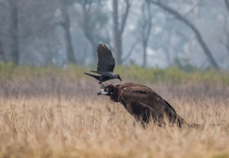 Lazy vulture vs crazy crow