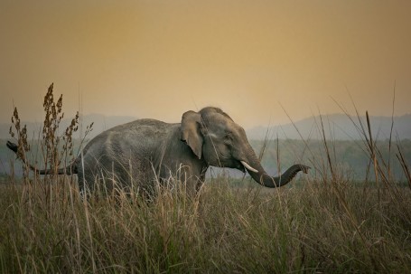 Tusker smelling his surroundings