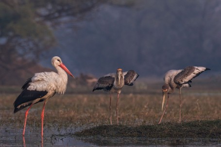 A natural history moment