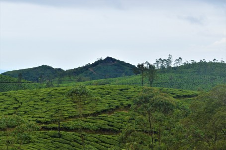 Tea Plantation Nilgiri Hills, Kerala