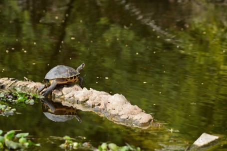 A reflective turtle