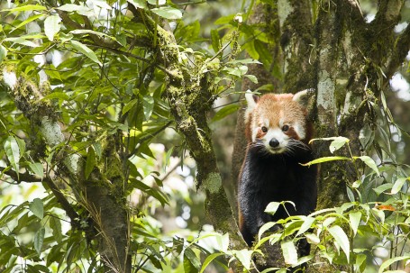 Red Panda