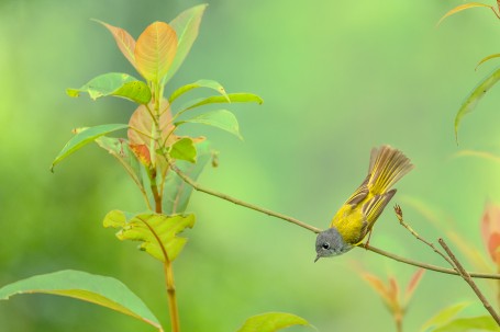 A curious peep