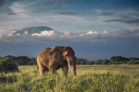 Kilimanjaro Elephant