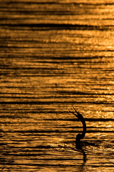 Darter on golden canvas  