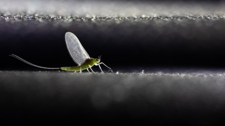 Mayfly 