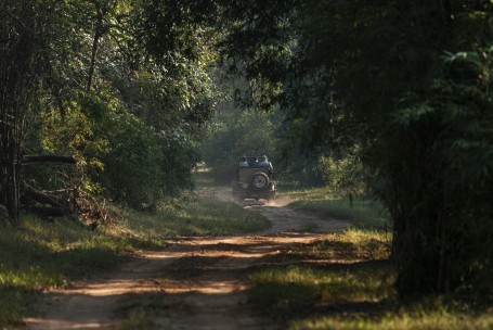 Forest Safari