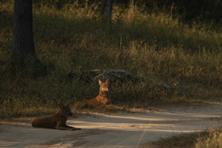 Alfa Pair