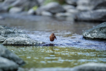 Dipper on Stream