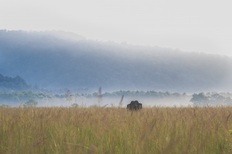 Grassland Tusker 