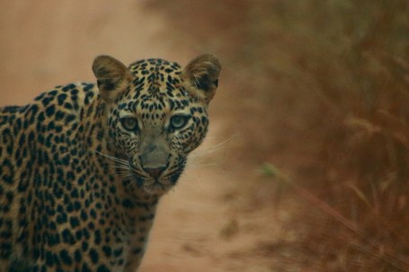 Portrait of Indian Leopard