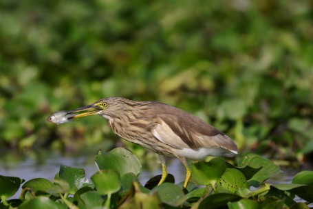 Pond Heron with the Catch