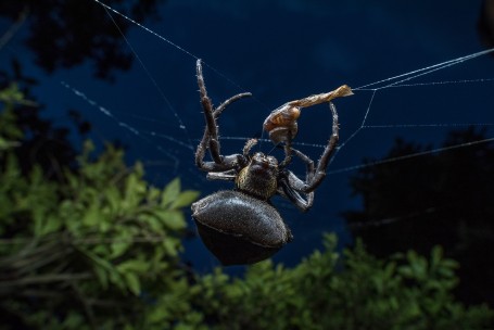 evening snack