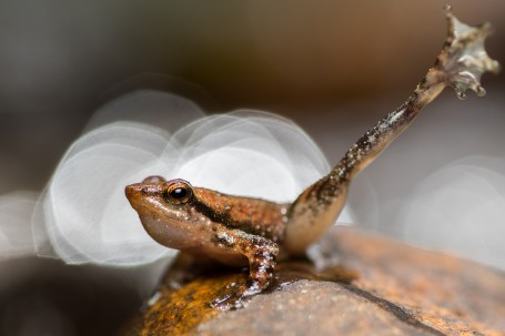 Dancing frog